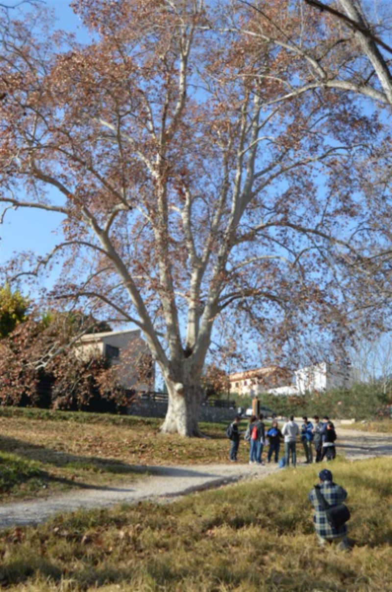 Image of ÁRBOL MONUMENTAL