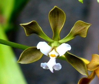 Orquídea Encyclia Angustiloba Schltr