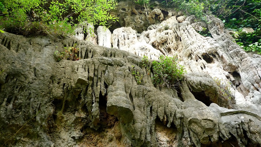 La Selva de Estubeny