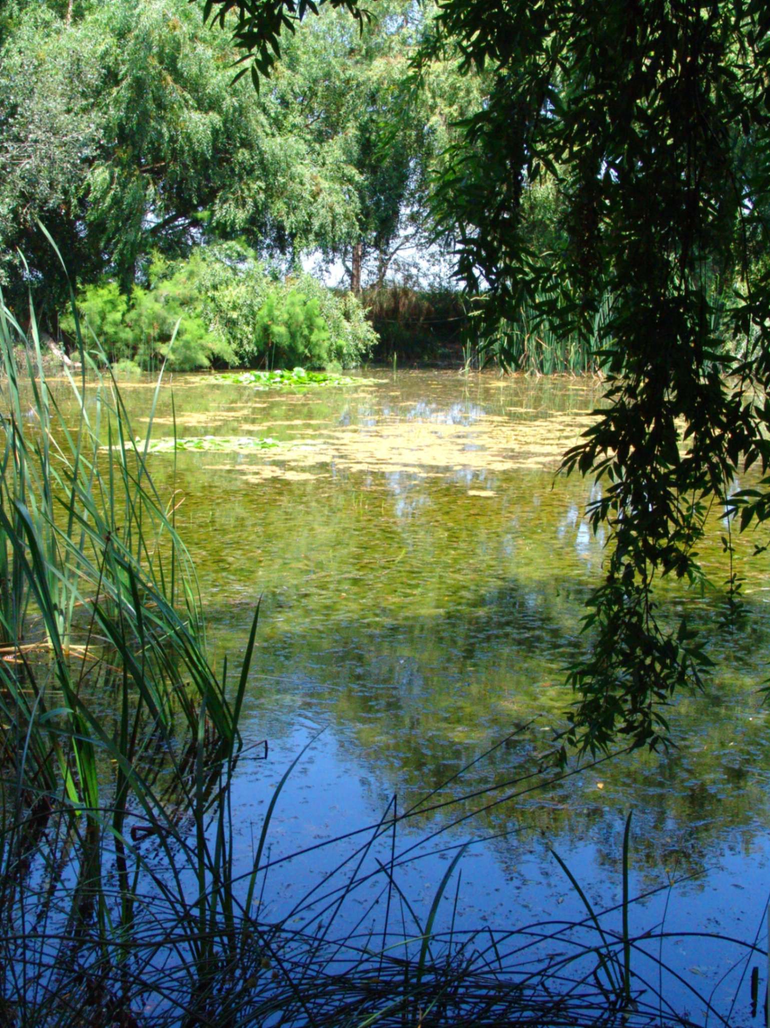 Image of Laguna del Samaruc