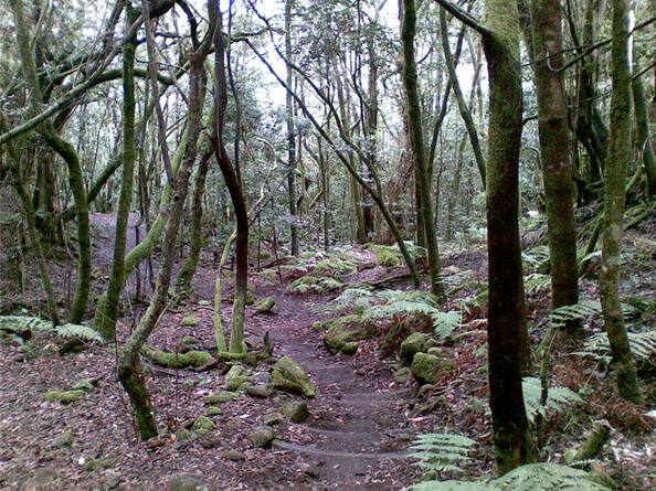 Image of Parque Nacional de Garajonay